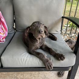 Great Dane Puppies from Starlight Danes