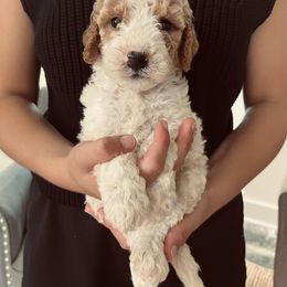 Wilber - Parti male Goldendoodle puppy in Strasburg, Pennsylvania from Still Water Puppies