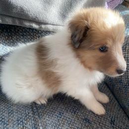 Wilma (Female 1) - White and sable merle female Shetland Sheepdog puppy in Chambersburg, Pennsylvania from Clark Kennel Shelties