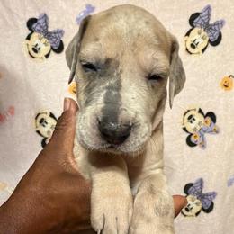 Red collar - Fawn female Great Dane puppy in Anderson, South Carolina from QCM DANES