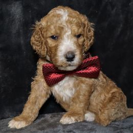 Goldendoodle Puppies from Angie's goldendoodles