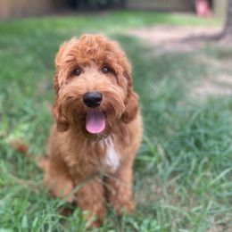 Gil - Red  Goldendoodle puppy in Humble, Texas from Texas Shine Doodles