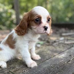 River - Blenheim male Cavalier King Charles Spaniel puppy in Comer, Georgia from Stratton Spaniels