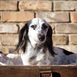 Mushka - Dachshund