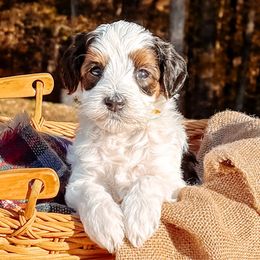 Tinman - Chocolate male Australian Labradoodle puppy in Decatur, Alabama from Southern Meadows Doodles