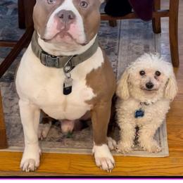 American Bully All Grown Up from Weight In Gold Kennels