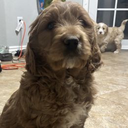 Goldendoodle Puppies from Krista Hayden