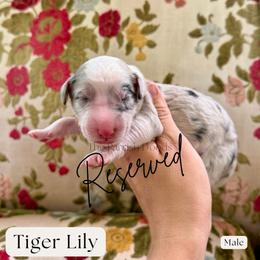 Tiger Lily - Merle male Sheepadoodle puppy in Aubrey, Texas from The Parrish Doods