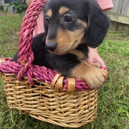 Dachshund Puppies from Hetu's Dachshunds