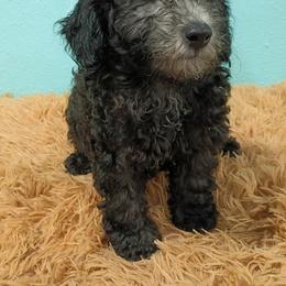Dusk - Black male Poodle puppy in Neosho, Missouri from Star Light Pups