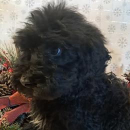 Sheepadoodle puppies from Kelley's Goldens Poodles and Doodles