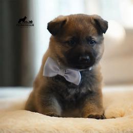 Grey - Sable male German Shepherd puppy in Louisburg, North Carolina from C6 Ranch & Shepherds