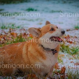 DIXIE - Pembroke Welsh Corgi
