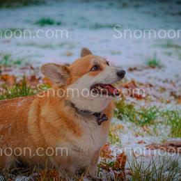 DIXIE - Pembroke Welsh Corgi