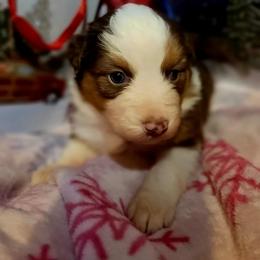 Rudolph - Red tri-color female Australian Shepherd puppy in Blairsville, Georgia from Georgia Peach Aussies