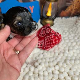 Boy 5 - Black tan and white male Biewer Terrier puppy in Douglas, Georgia from Southern Georgia Yorkies and biewers