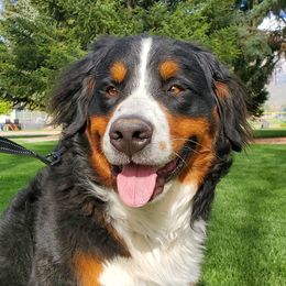 Bernedoodles, Bernese Mountain Dogs, Cavapoos, Goldendoodles, and Poodles from Happy Valley Puppies
