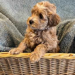 Australian Labradoodle Puppies from Forever Friends Labradoodles