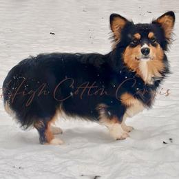 Posie - Pembroke Welsh Corgi