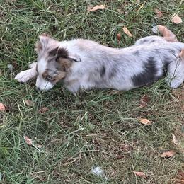 Joseph - Blue merle male Miniature Australian Shepherd puppy in Doddridge, Arkansas from Huddleston Farm