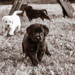 Labrador Retriever Puppies from Krys Ruth
