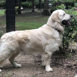 Golden Retrievers from Timberstone Retrievers