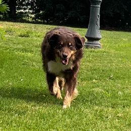 River - Australian Shepherd