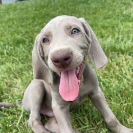 Dodger (black collar) - Silver gray male Weimaraner puppy in Granite Falls, North Carolina from Pups and Pastures- Weimaraners