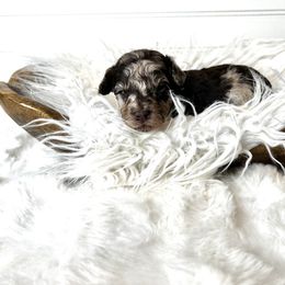 Simon - Chocolate and white male Havapoo puppy in from Pink Poodles and Doodles