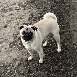 Zoey - Pug