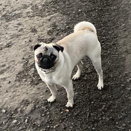 Zoey - Pug