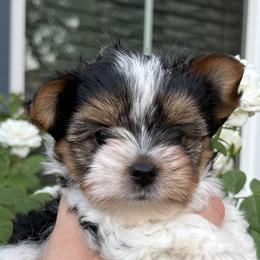 Biewer Terriers from Biewer Puppies USA