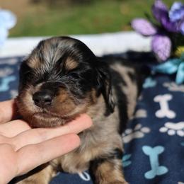 Ollie - Dapple male Dachshund puppy in Prospect, Oregon from Spunky Sausage Pups