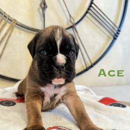 Ace - Fawn male Boxer puppy in Cicero, New York from MK Boxer Haven of CNY