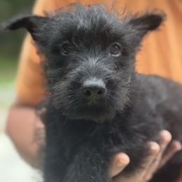 Girl 1 - Black female Scottish Terrier puppy in Lancing, Tennessee from Pilot Mtn Scottie’s