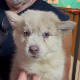 Gennie - Lavender female Pomsky puppy in Spring Hill, Florida from PDQ Pomskies
