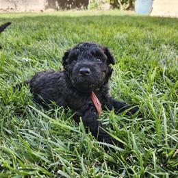 Ms Pink - Black female Pumi puppy in Albuquerque, New Mexico from Marylynn's Pumis