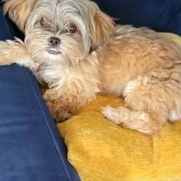 Companion Crosses and Shih Tzus from Hill’s Puppies