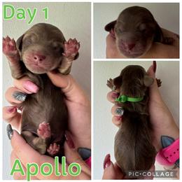 Apollo - Chocolate and cream male Dachshund puppy in Michigan from M.H.P Dachshunds