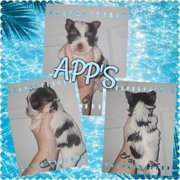 Colt - Chocolate, tan and white male Yorkshire Terrier puppy in Wartburg, Tennessee from Amanda's Precious Pups