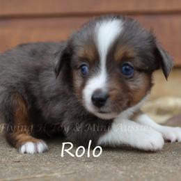 Rolo - Blue merle male Toy Australian Shepherd puppy in Godley, Texas from Flying H Toy and Mini Aussies