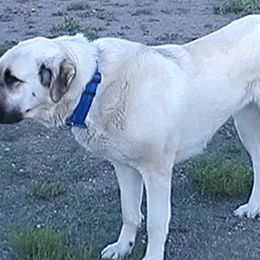 Anatolian Shepherd Dogs from Havenstead Farm