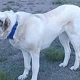 Anatolian Shepherd Dogs from Havenstead Farm