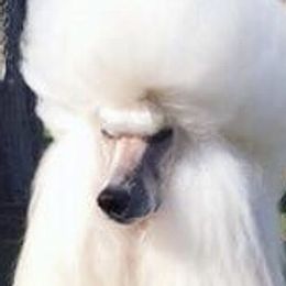 Annabelle  - Poodle