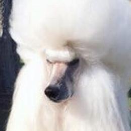 Annabelle  - Poodle