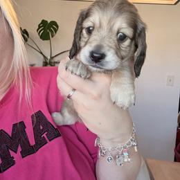 Brownie - Cream male Dachshund puppy in Fort Worth, Texas from The Holloway Dachshunds