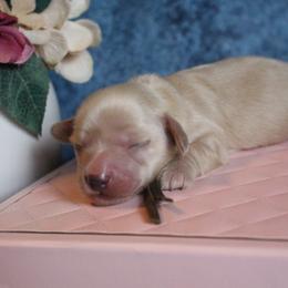 Brown collar (Theodor) - Cream male Dachshund puppy in Pace, Florida from Shoebox Doxie’s