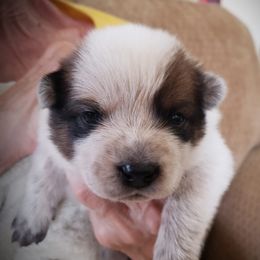 Green girl - Red speckled Australian Cattle Dog puppy in New Mexico from Thornbush