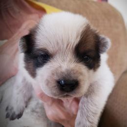 Green girl - Red speckled Australian Cattle Dog puppy in New Mexico from Thornbush