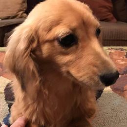 Dachshund All Grown Up from Garridachs